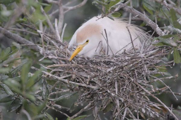 FL Cattle egret on nest
